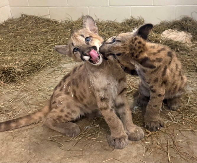 Wildwood Park & Zoo Welcomes Two Long-Awaited Cougar Cubs