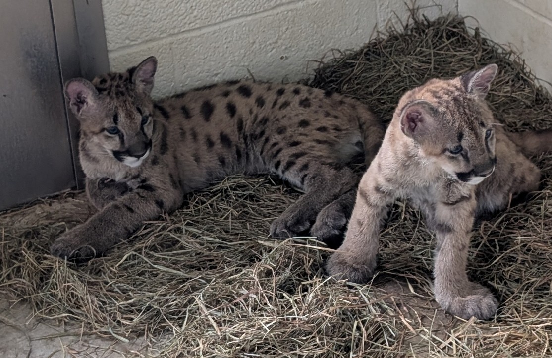Wildwood Park & Zoo Invites Community to Name Two New Cougar Cubs